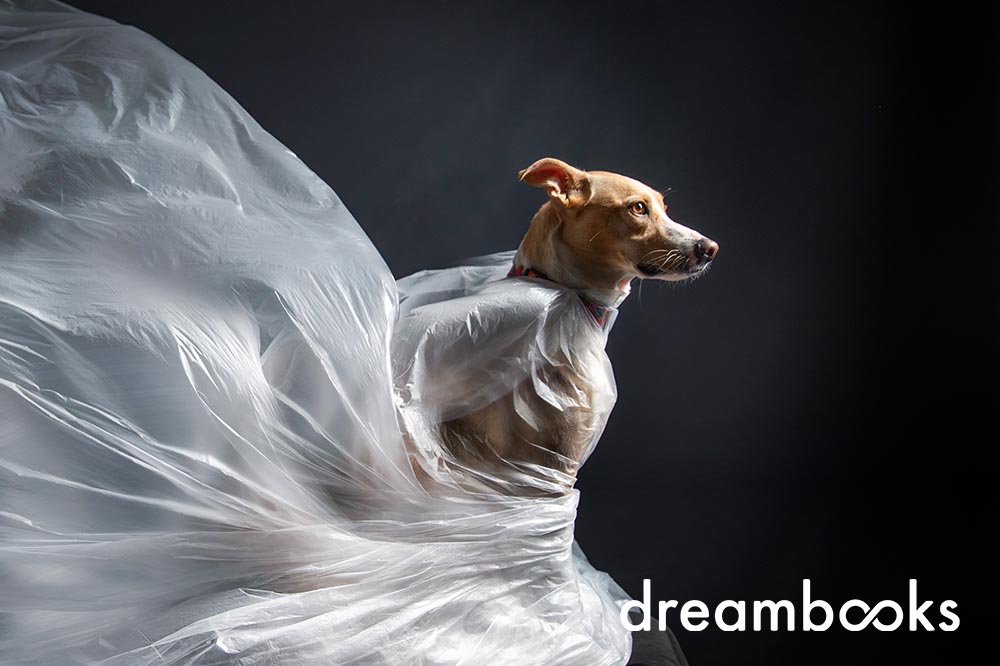 Vê as dicas de Carlos Filipe Photography sobre como capturar as melhores fotografias dos nossos animais de estimação. Vê as melhores dicas para fotografar animais de estimação. Depois de leres este artigo do Fotógrafo Carlos Filipe nunca mais vais ter fotos desfocadas, arrastadas ou fora de contexto.